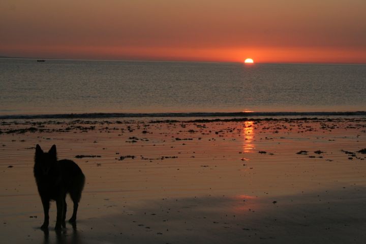 Abendstimmung am Strand -Hund am Strand