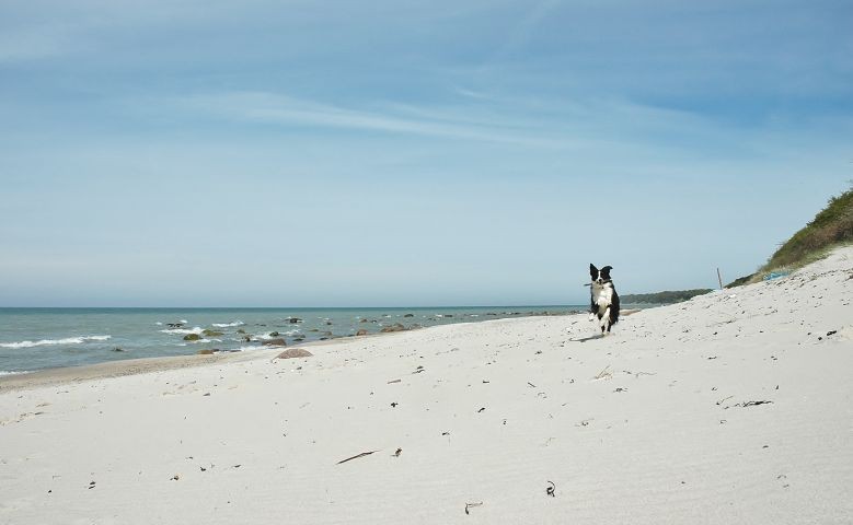 Hundestrand