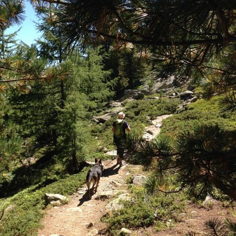 Wandern mit Ihrem Vierbeiner