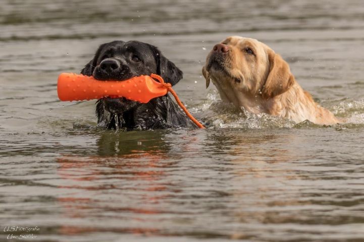 hier können auch Hunde baden gehen