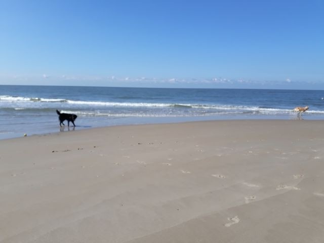 Hunde am Strand