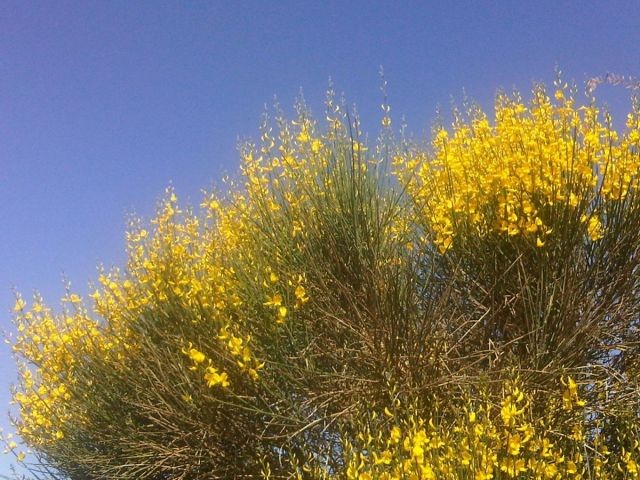 Ginster an der Lagune