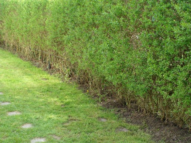 eine Grundstücksseite Hecke inkl. ca. 60cm hoher Drahtzaun