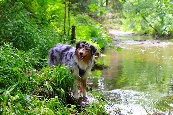 Planschen und Staudamm bauen in der Oker