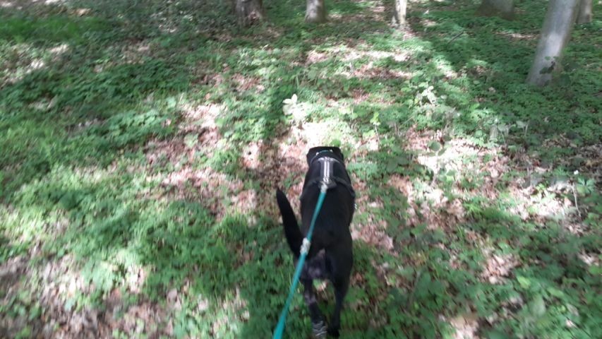 Im Wald nur wenige Meter entfernt