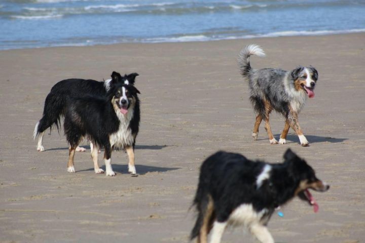 Hundetreffen am Strand