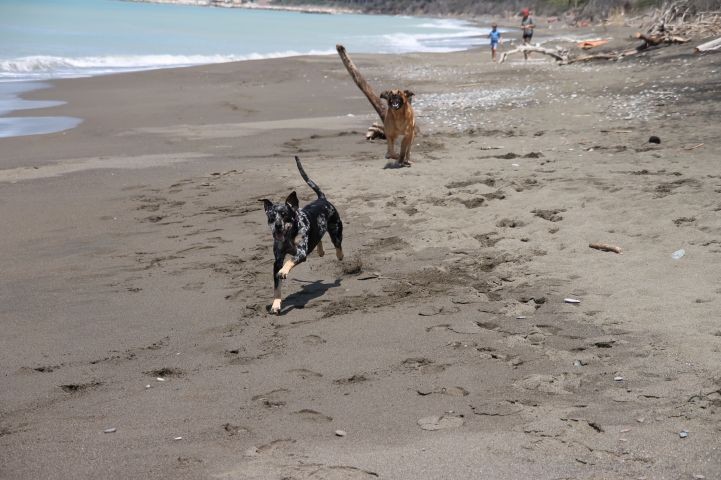 Hundestrand