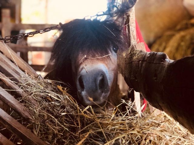 Mit Pony reiten