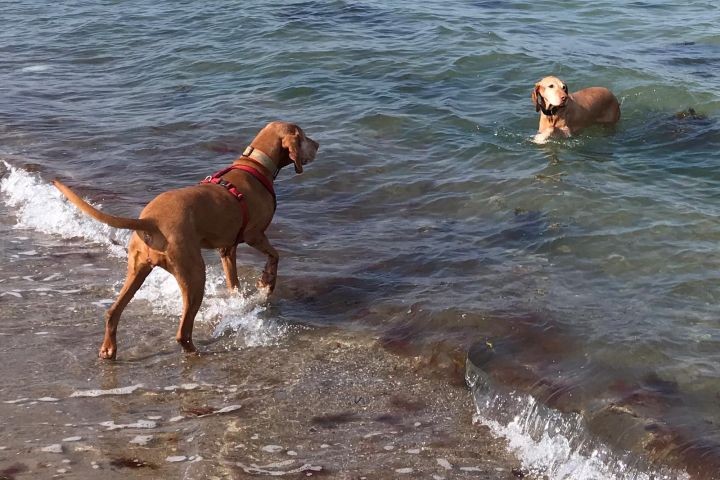 Am Hundestrand