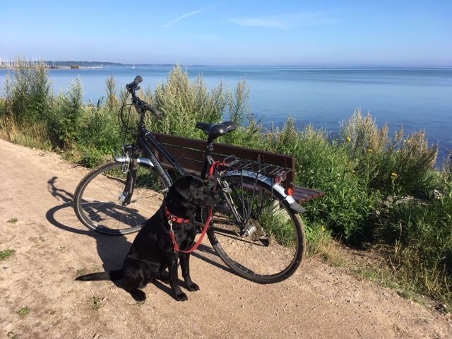 Genießen Sie eine Radtour durch das Naturschutzgebiet "Geltinger Birk"