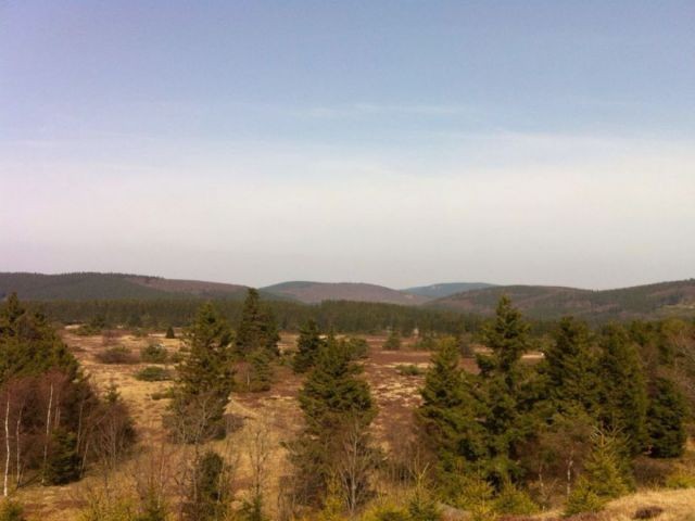 Hochheide im Sommer