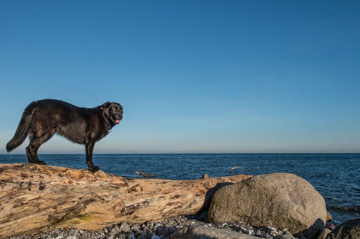 Mit Hund an die Ostseeküste