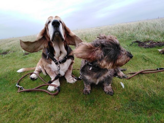 Auch Skotty und Groby  lassen sich gerne den Wind um die Nase wehen
