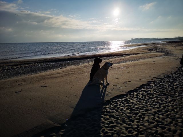 Traumhafter Hundestrand