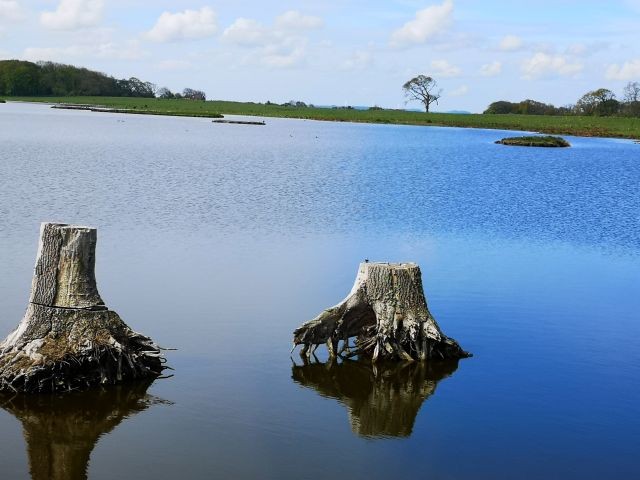 Moor in der Birk