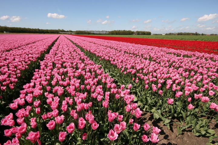 Tulpenfestival in April Mai