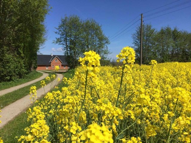 die Rapsblüte
