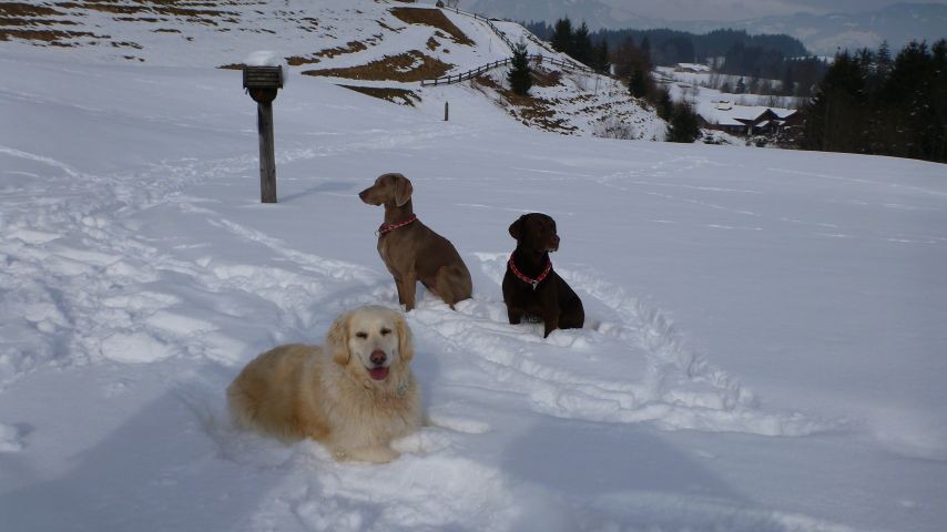 Hundespaß im Schnee