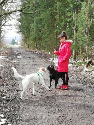 Gerne bieten wir Dogsitting kostenlos Dogsitting an.