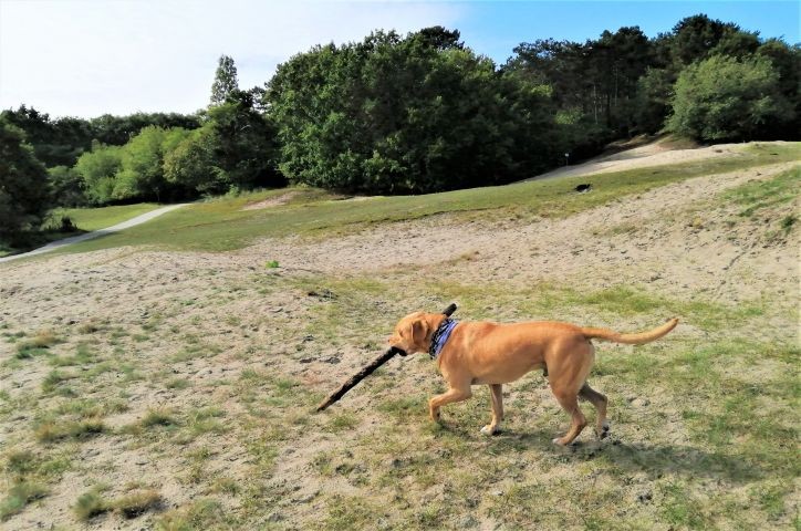 Wir lieben das Hunde-Freilaufgebiet gleich hinter dem Park!