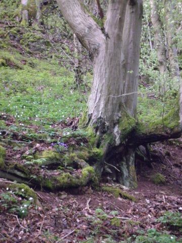 Urige Wälder