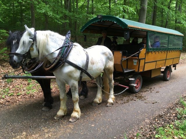 Kutschfahrten durch den Wald und übers Land können vor der Haustür beginnen. Hunde sind auch erlaubt.