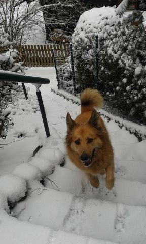 Unsere Emily im Schnee