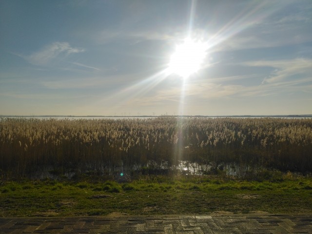 dümmer see mit hund