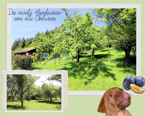 Große Hundewiese mit Wald und eigenem eingezäunten Garten - 4