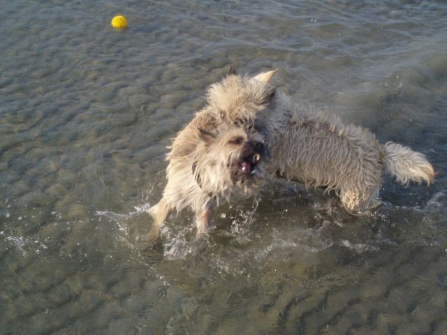 Unsere Hunde