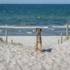 Haus Ostsee am Bodden vor Fischland-Darß, Hunde gratis, Gar ...