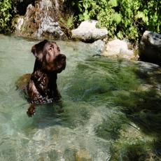Das 5*Hunde-Wellnesschalet der Alpen! Mit Hunde-Badeplatz am ...