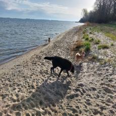 Zaun, Garten, Naturstrand, Wintergarten - Hundeglück an der ...