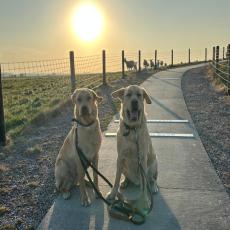 Ferienhaus an der Nordseeküste in Carolinensiel Hunde Herzl ...