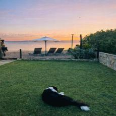Insel Pasman  – wo Hund, Mensch & Meer zuhause sind…Suit ...