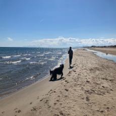 Viel Platz für Urlaub mit Hund – Meerblick, strandnah, 2  ...